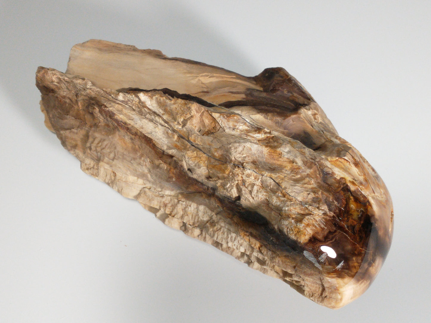 Petrified Wood Rough, Polished End, 2.8 lbs