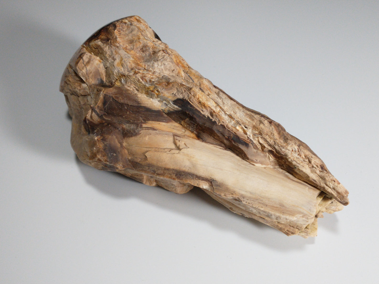 Petrified Wood Rough, Polished End, 2.8 lbs