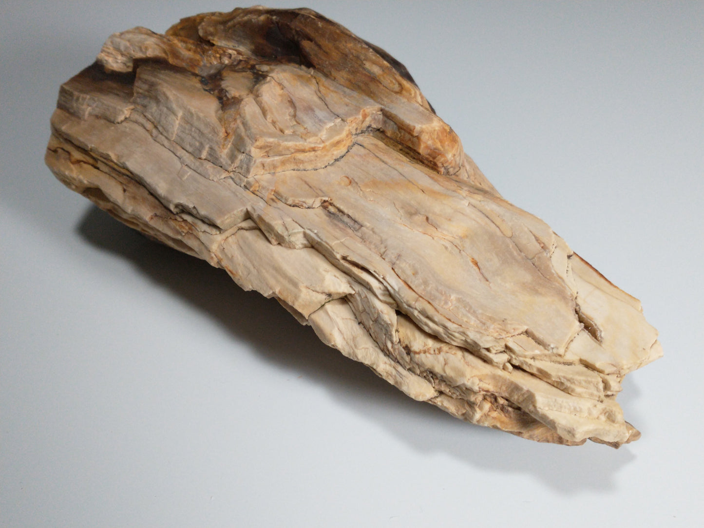 Petrified Wood Rough, Polished End, 2.8 lbs