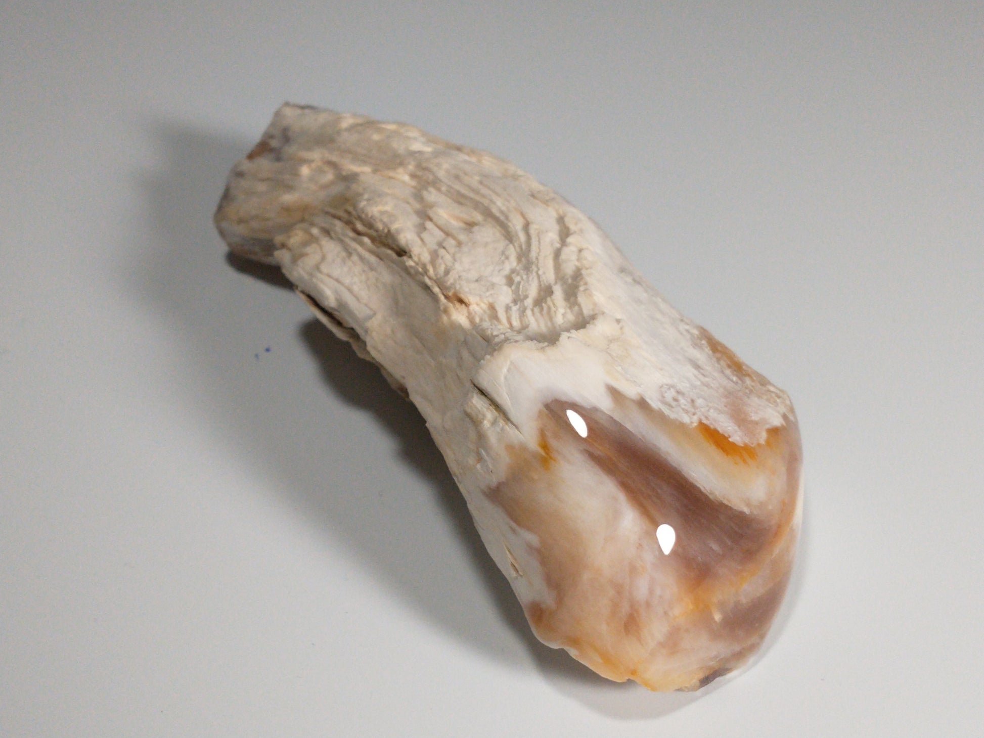 Petrified Wood Rough, Polished End, 0.7 lbs