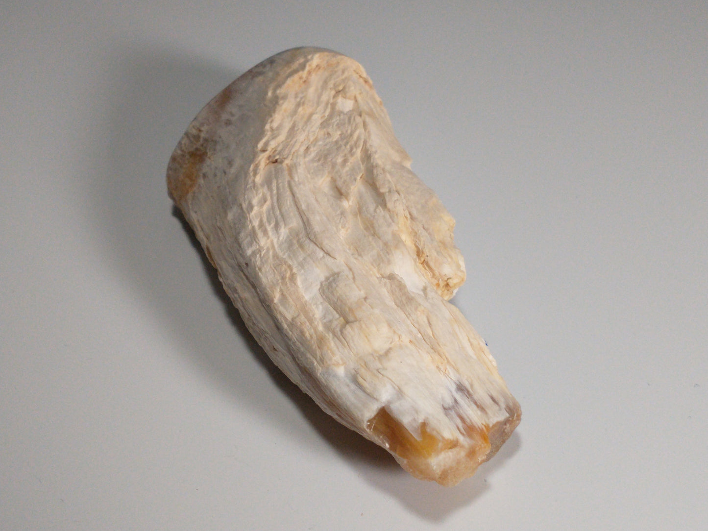 Petrified Wood Rough, Polished End, 0.7 lbs