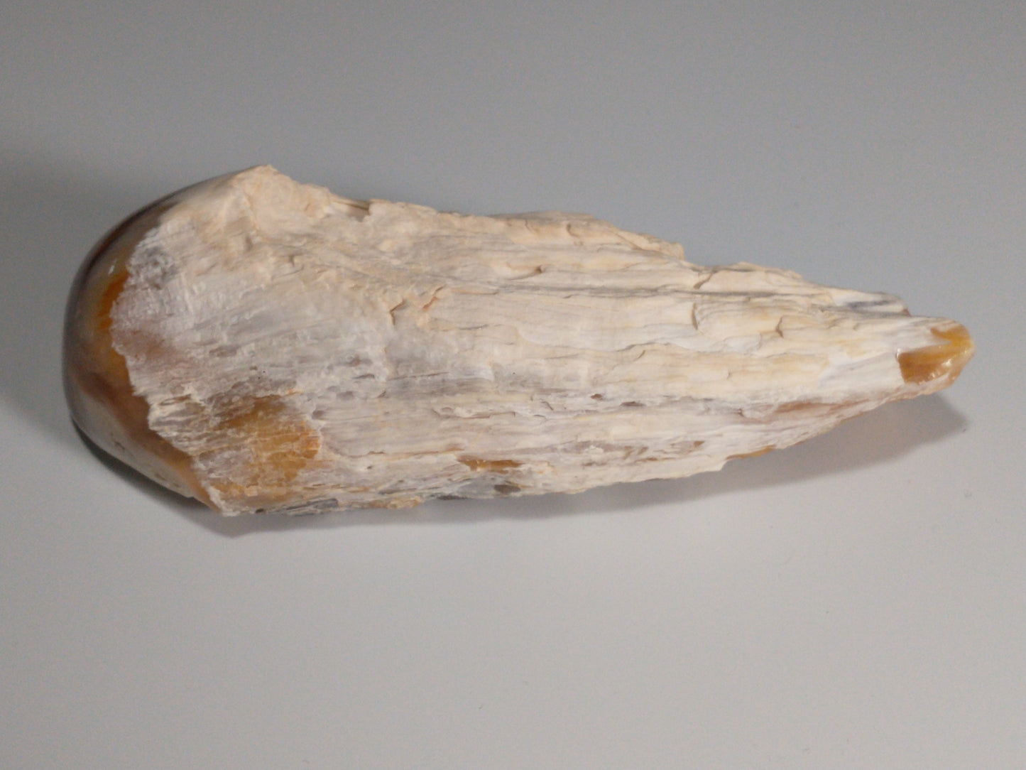 Petrified Wood Rough, Polished End, 0.7 lbs