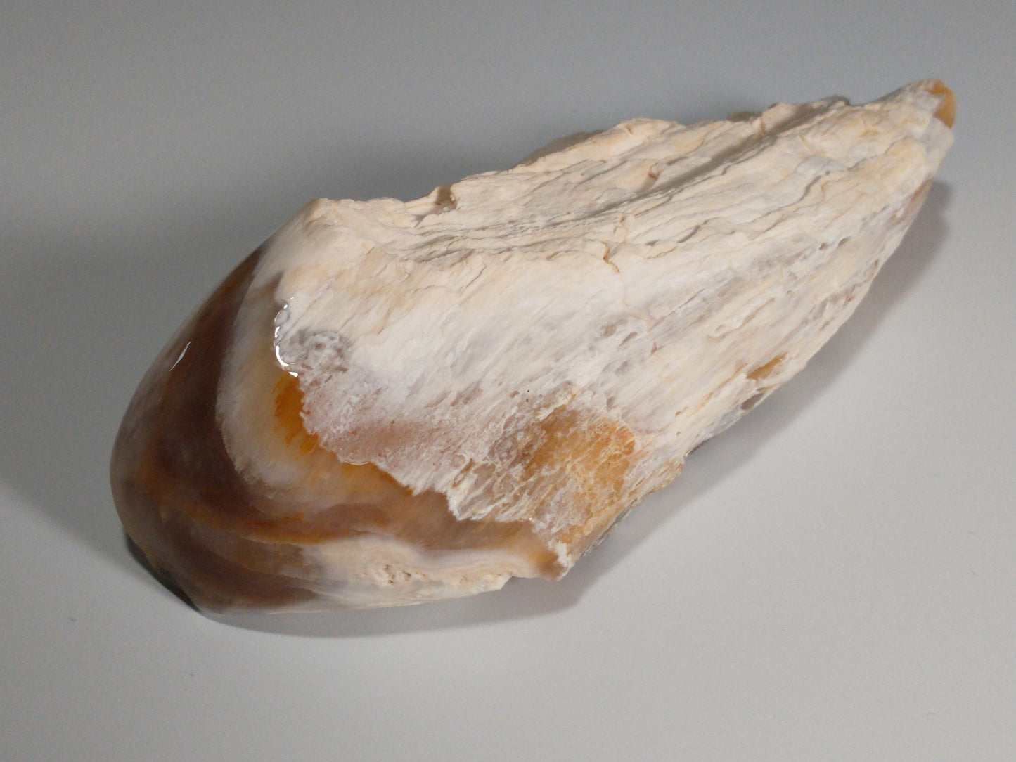 Petrified Wood Rough, Polished End, 0.7 lbs