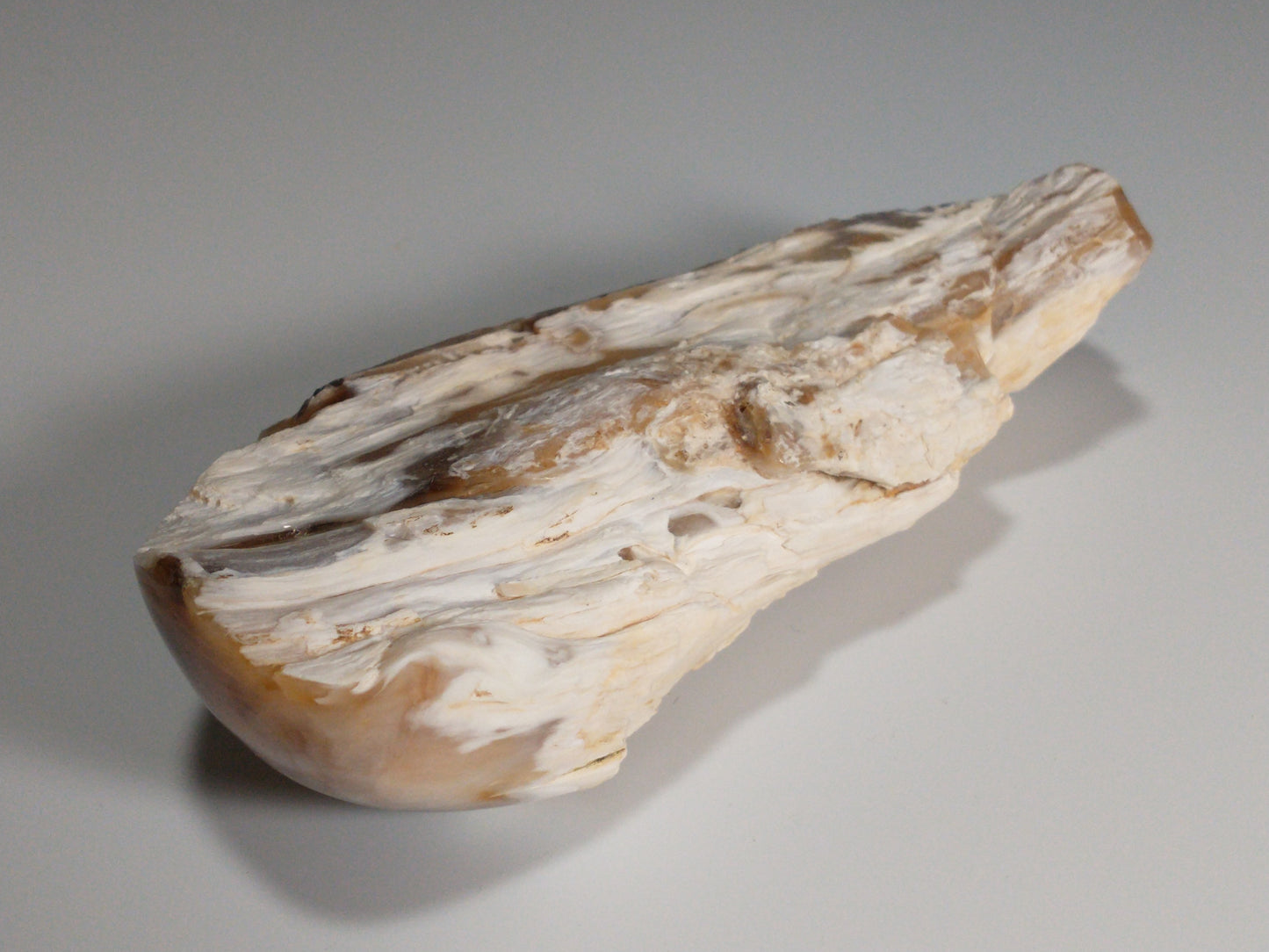 Petrified Wood Rough, Polished End, 0.7 lbs