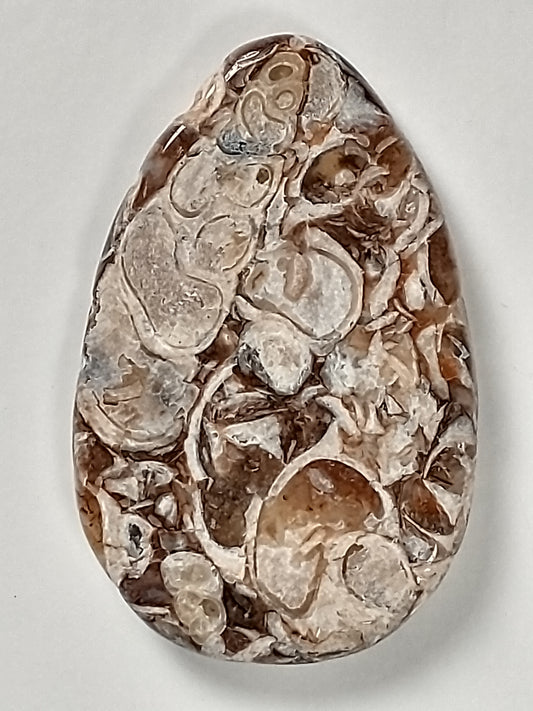 Turritella Agate Fossil Cabochon Small