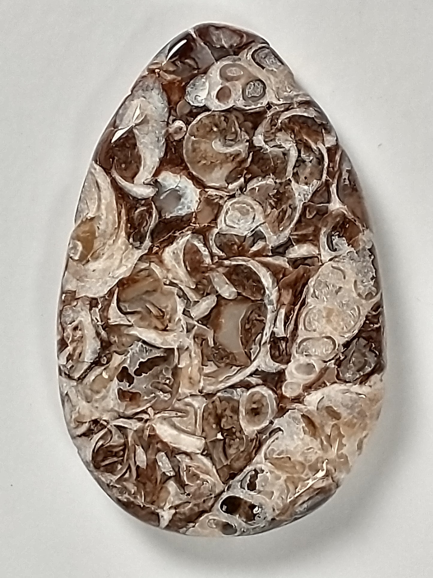 Turritella Agate Fossil Cabochon Small