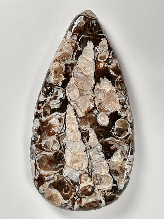 Turritella Agate Fossil Cabochon X Large