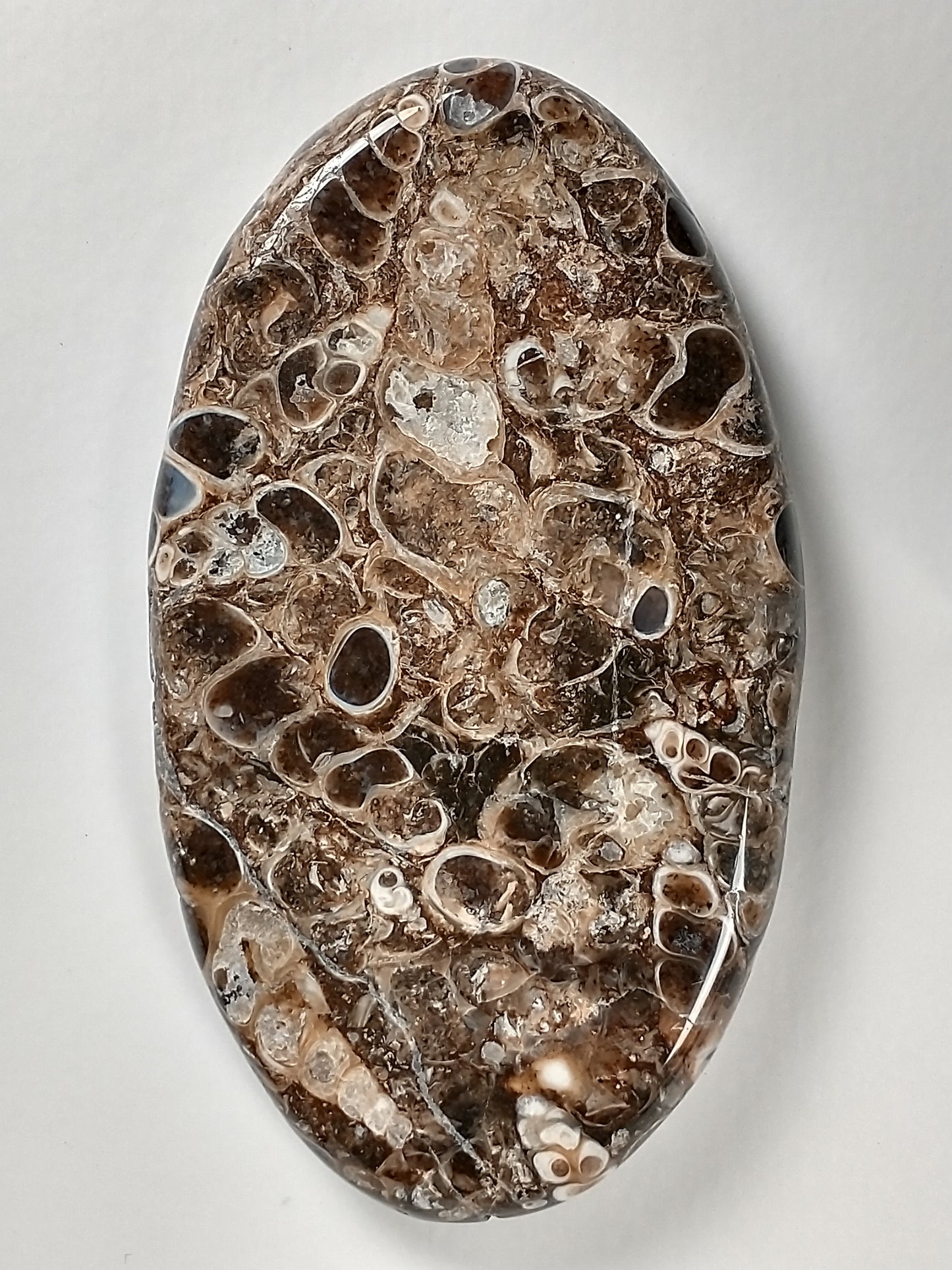 Turritella Agate Fossil Cabochon X Large