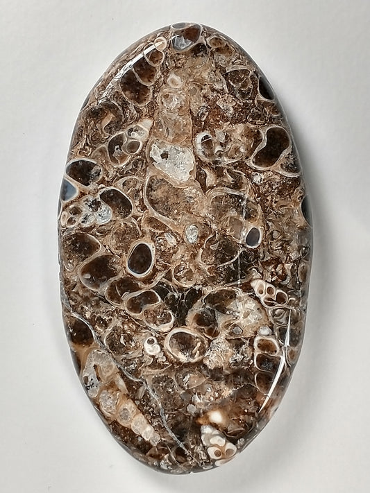 Turritella Agate Fossil Cabochon X Large