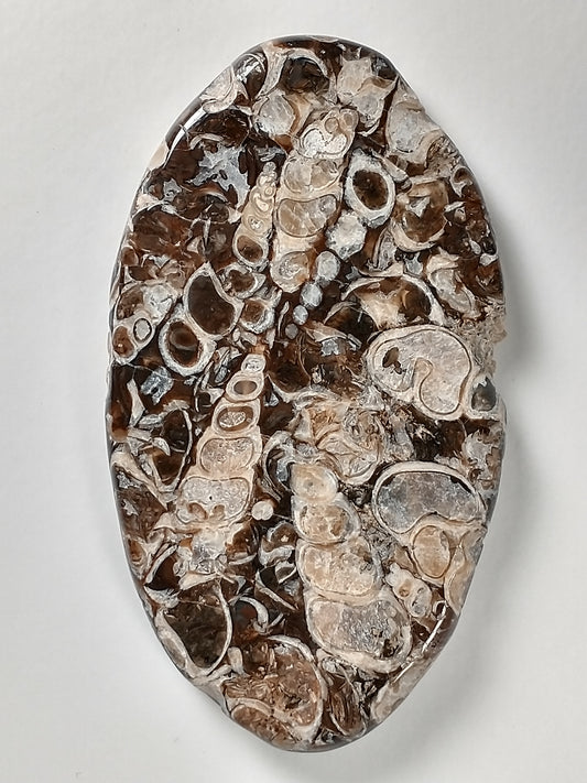 Turritella Agate Fossil Cabochon X Large