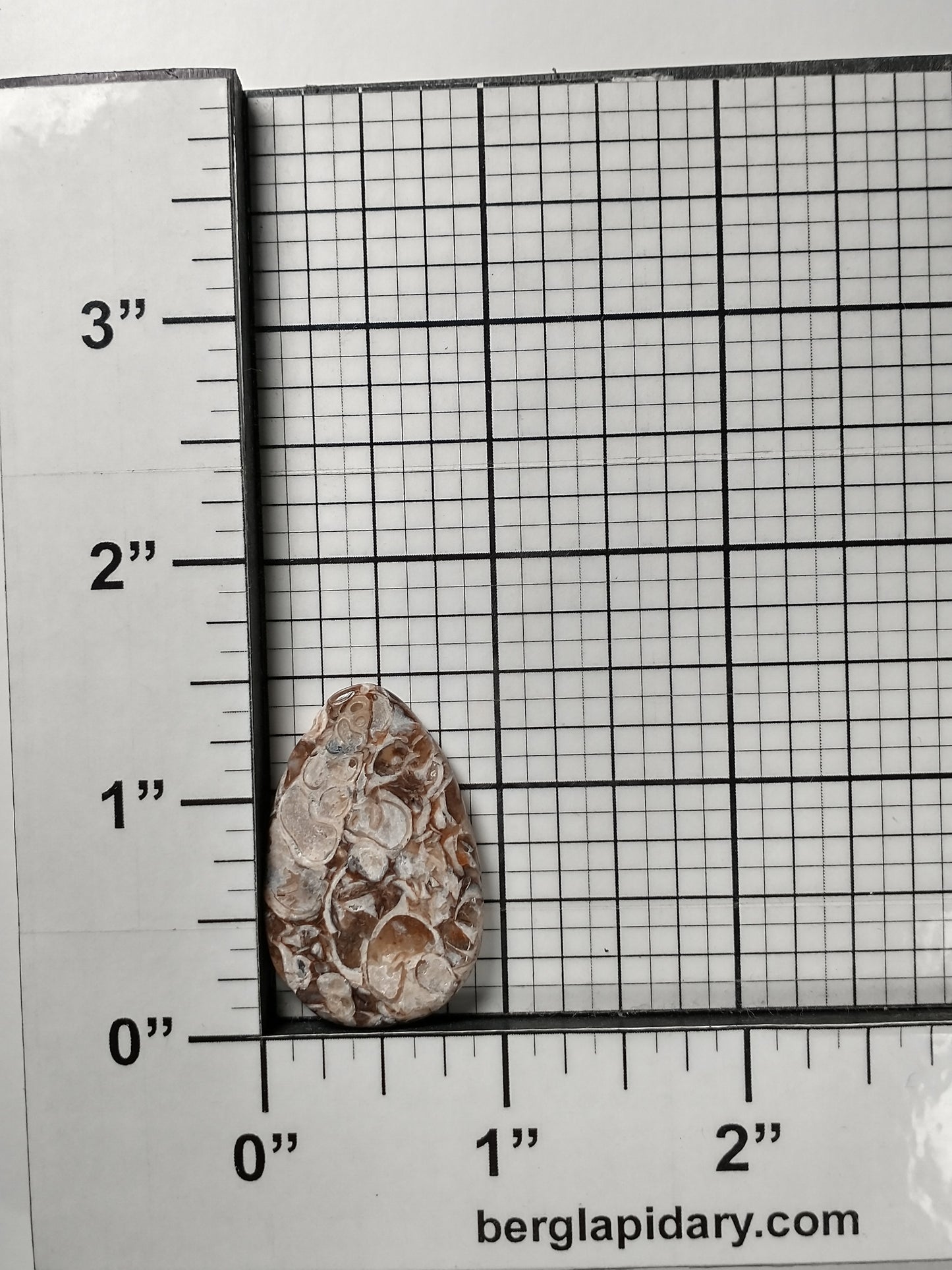 Turritella Agate Fossil Cabochon Small