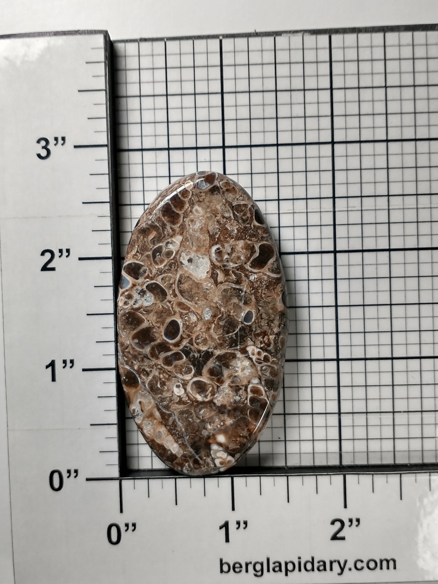 Turritella Agate Fossil Cabochon X Large