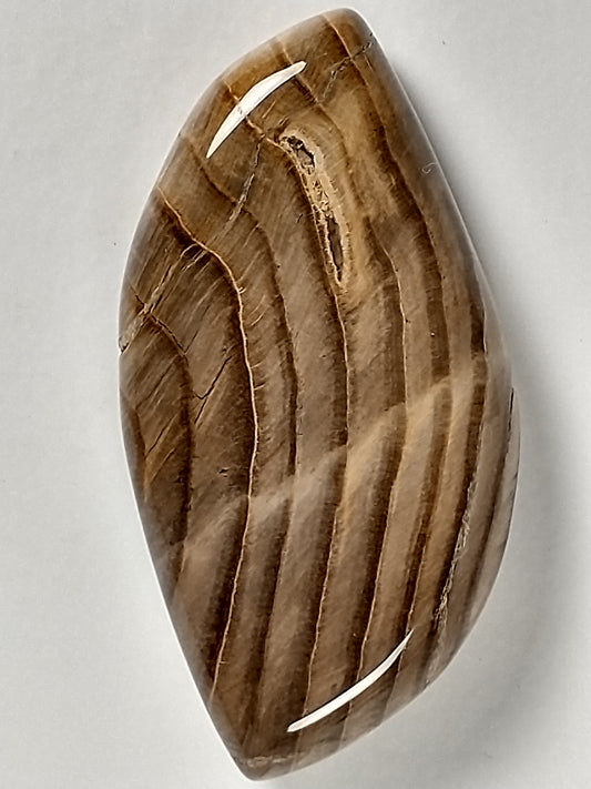 Petrified Wood Cabochon Medium