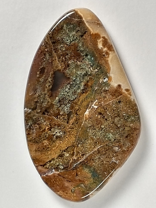 Petrified Wood Cabochon Medium