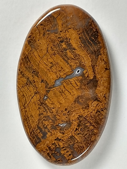 Petrified Wood Cabochon Large