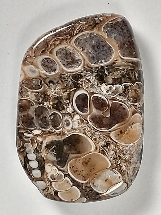 Turritella Agate Fossil Cabochon Small