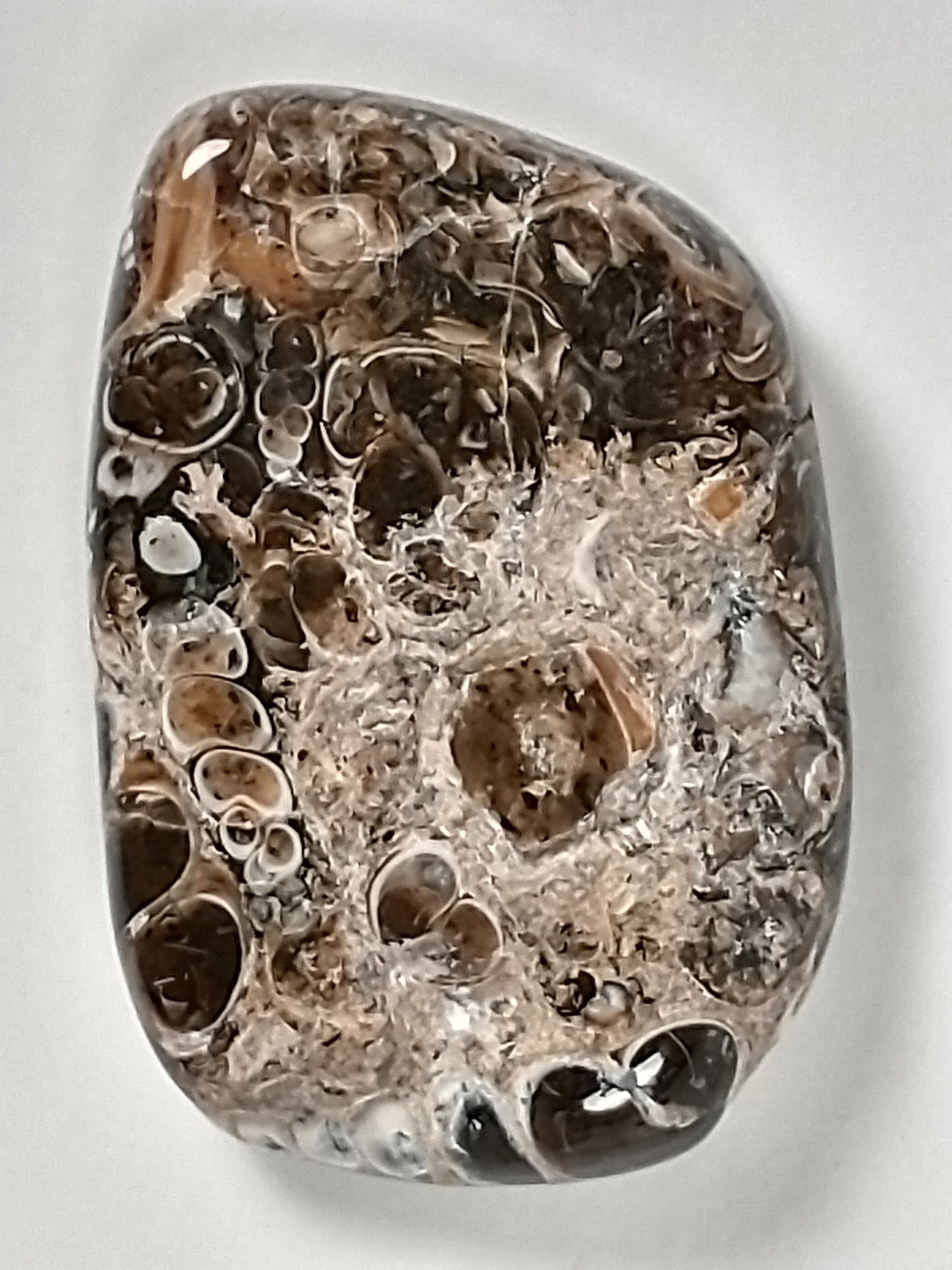 Turritella Agate Fossil Cabochon Small