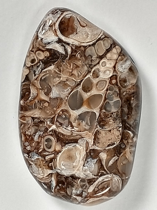 Turritella Agate Fossil Cabochon Medium