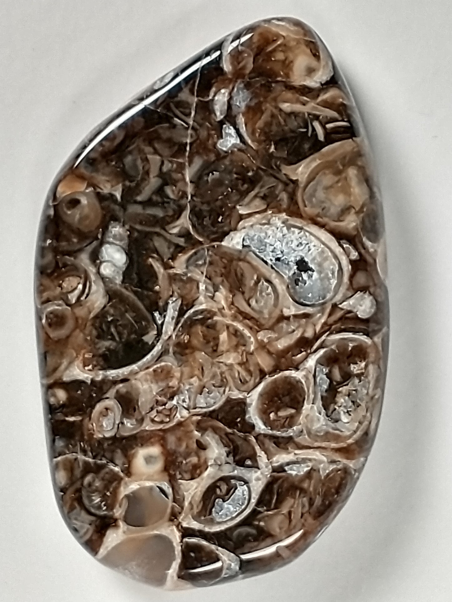 Turritella Agate Fossil Cabochon Medium