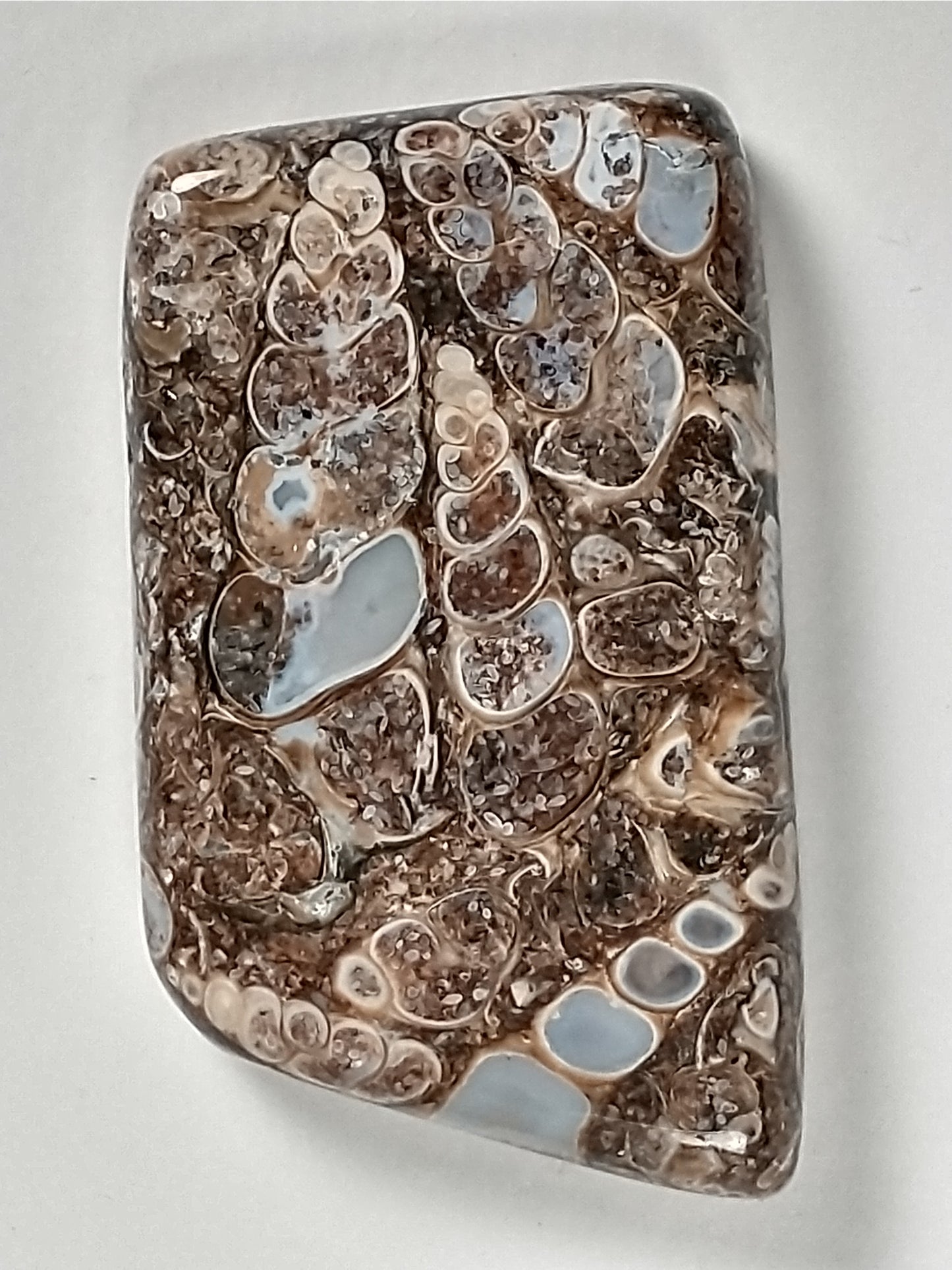 Turritella Agate Fossil Cabochon Medium