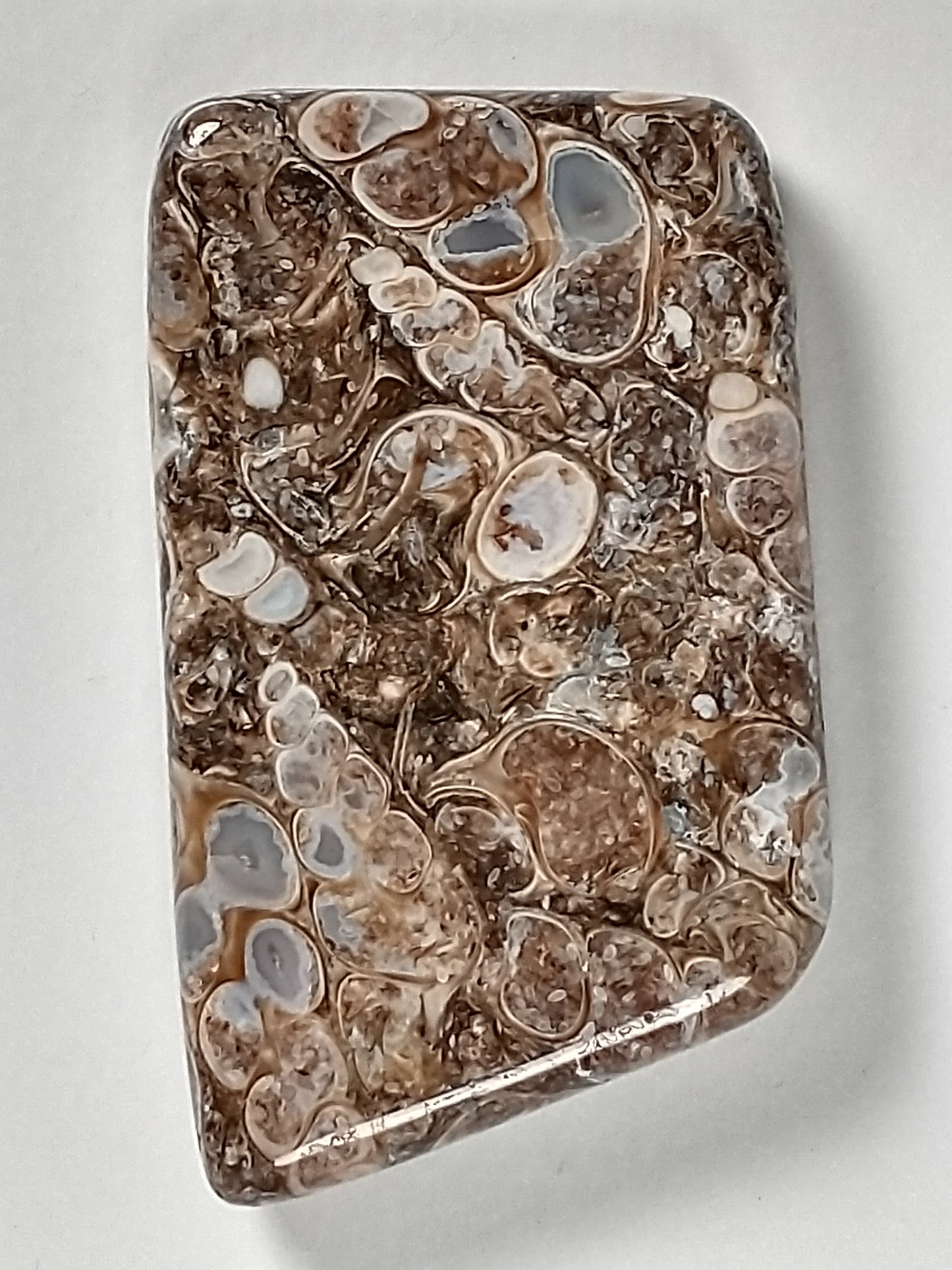 Turritella Agate Fossil Cabochon Medium