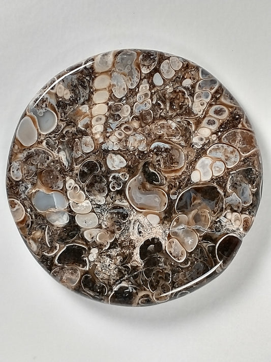 Turritella Agate Fossil Cabochon Large