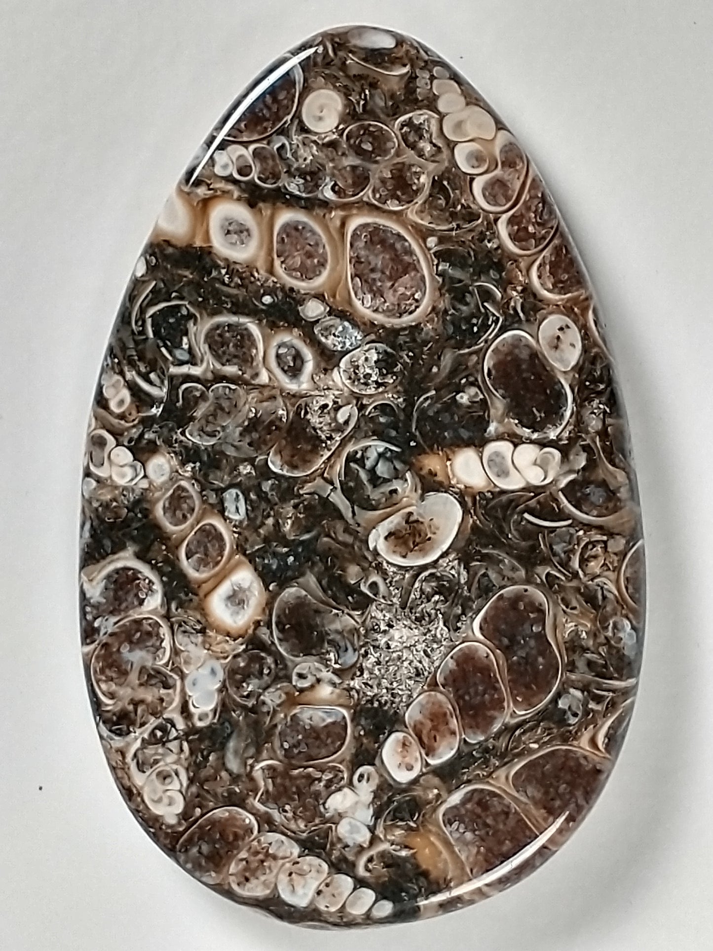 Turritella Agate Fossil Cabochon Large