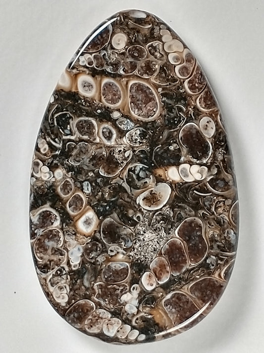 Turritella Agate Fossil Cabochon Large
