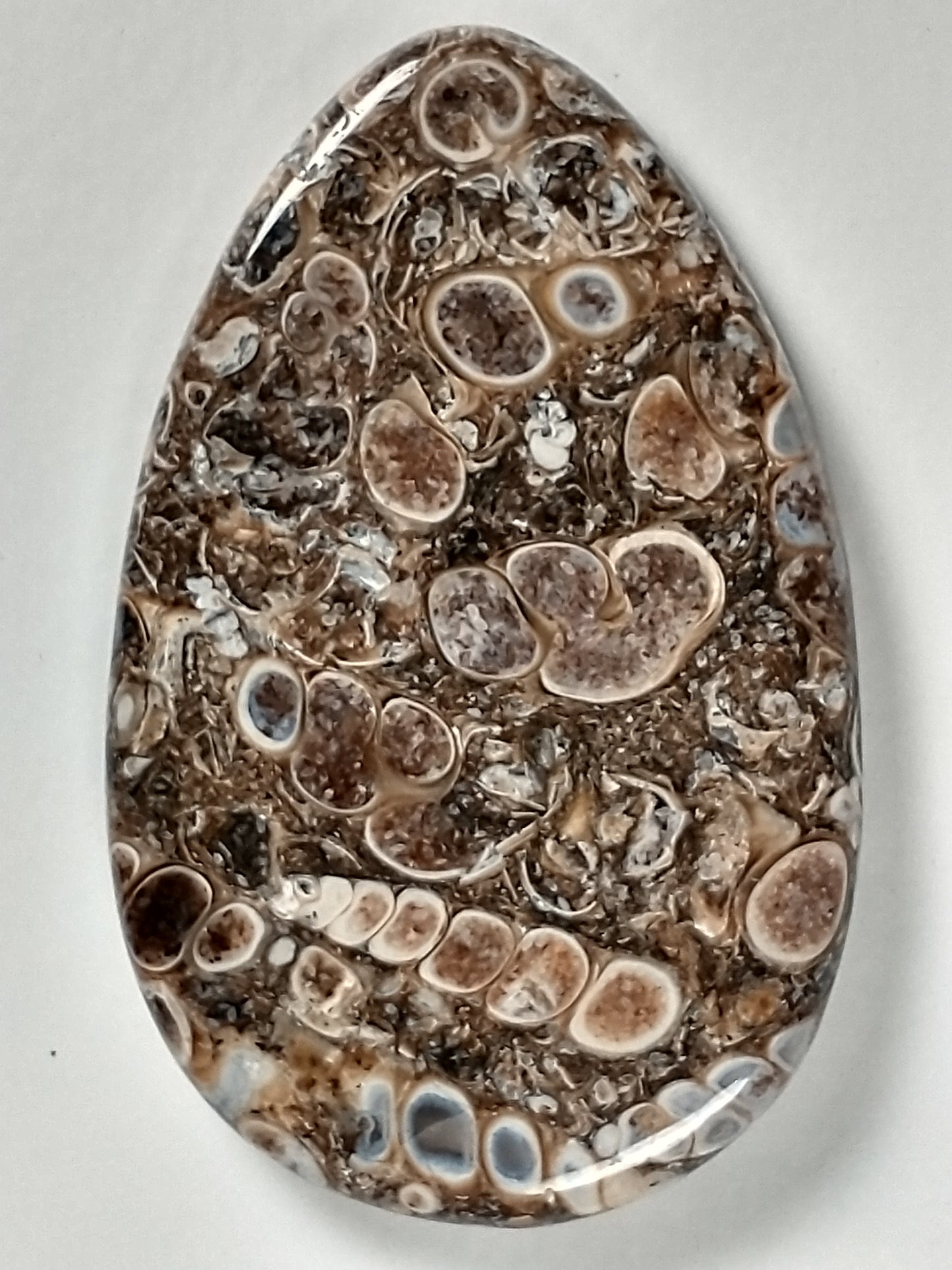 Turritella Agate Fossil Cabochon Large