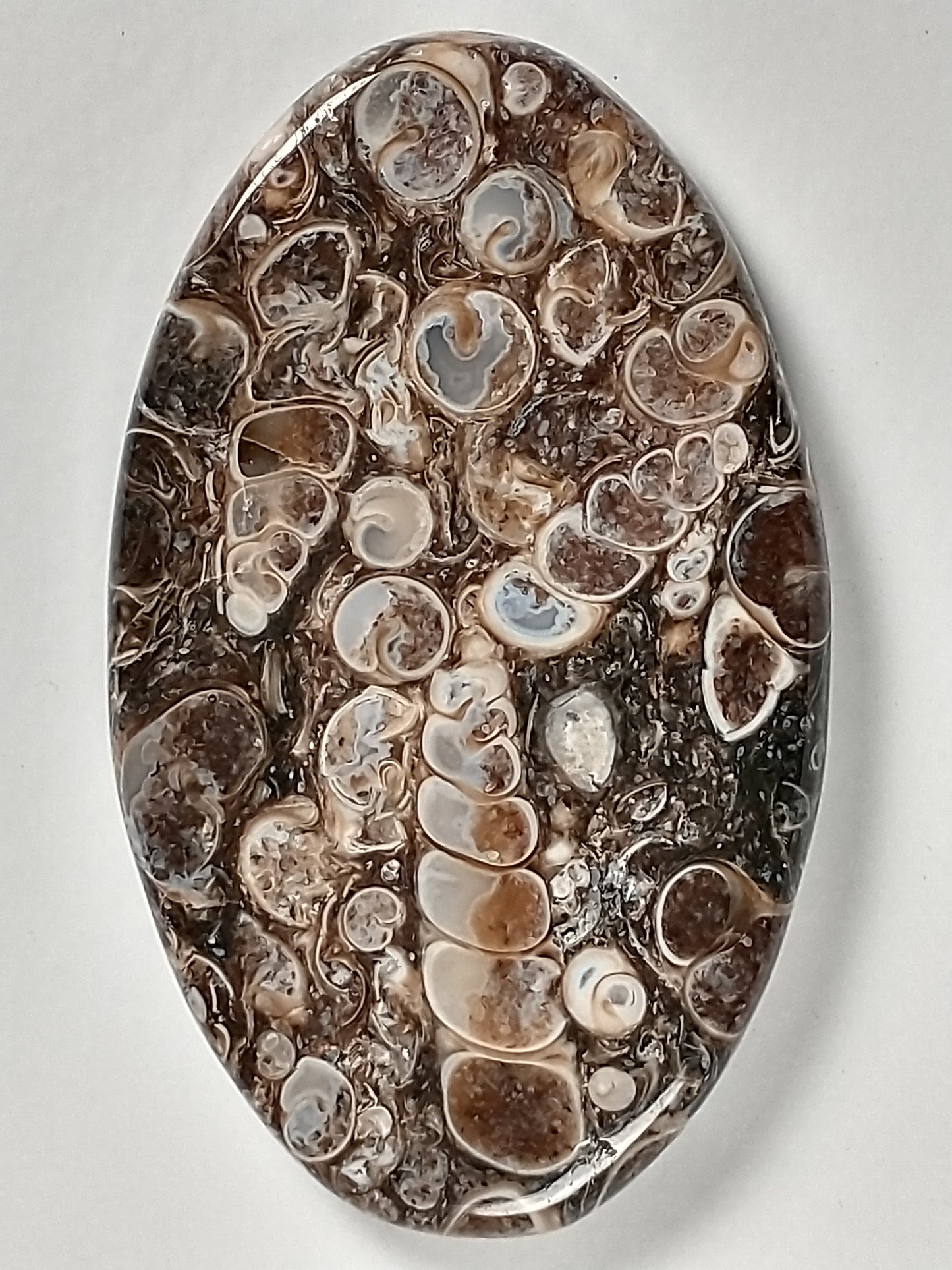 Turritella Agate Fossil Cabochon Large