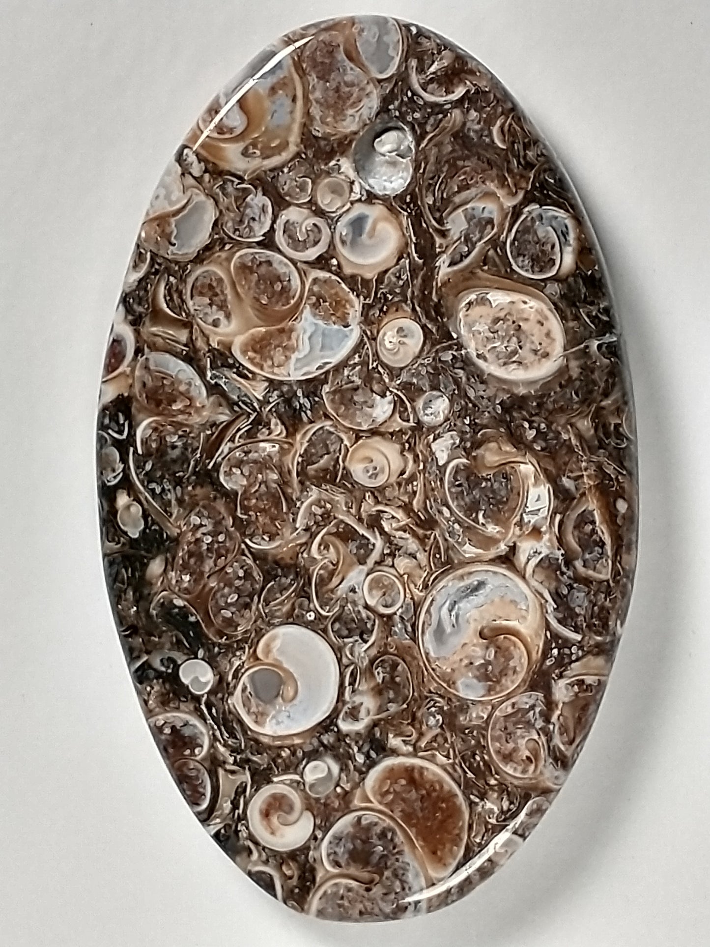 Turritella Agate Fossil Cabochon Large