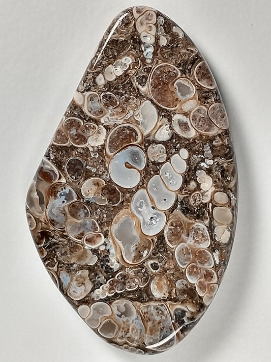 Turritella Agate Fossil Cabochon Large