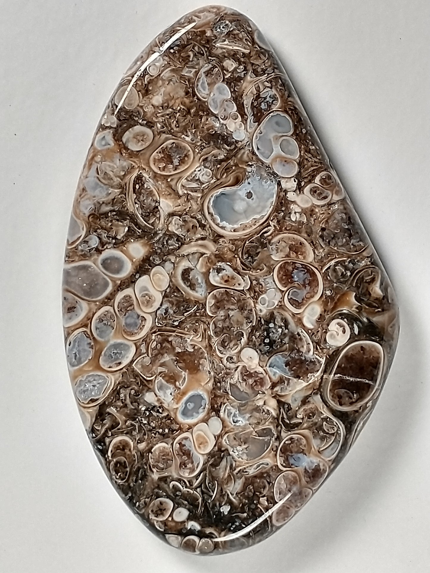 Turritella Agate Fossil Cabochon Large