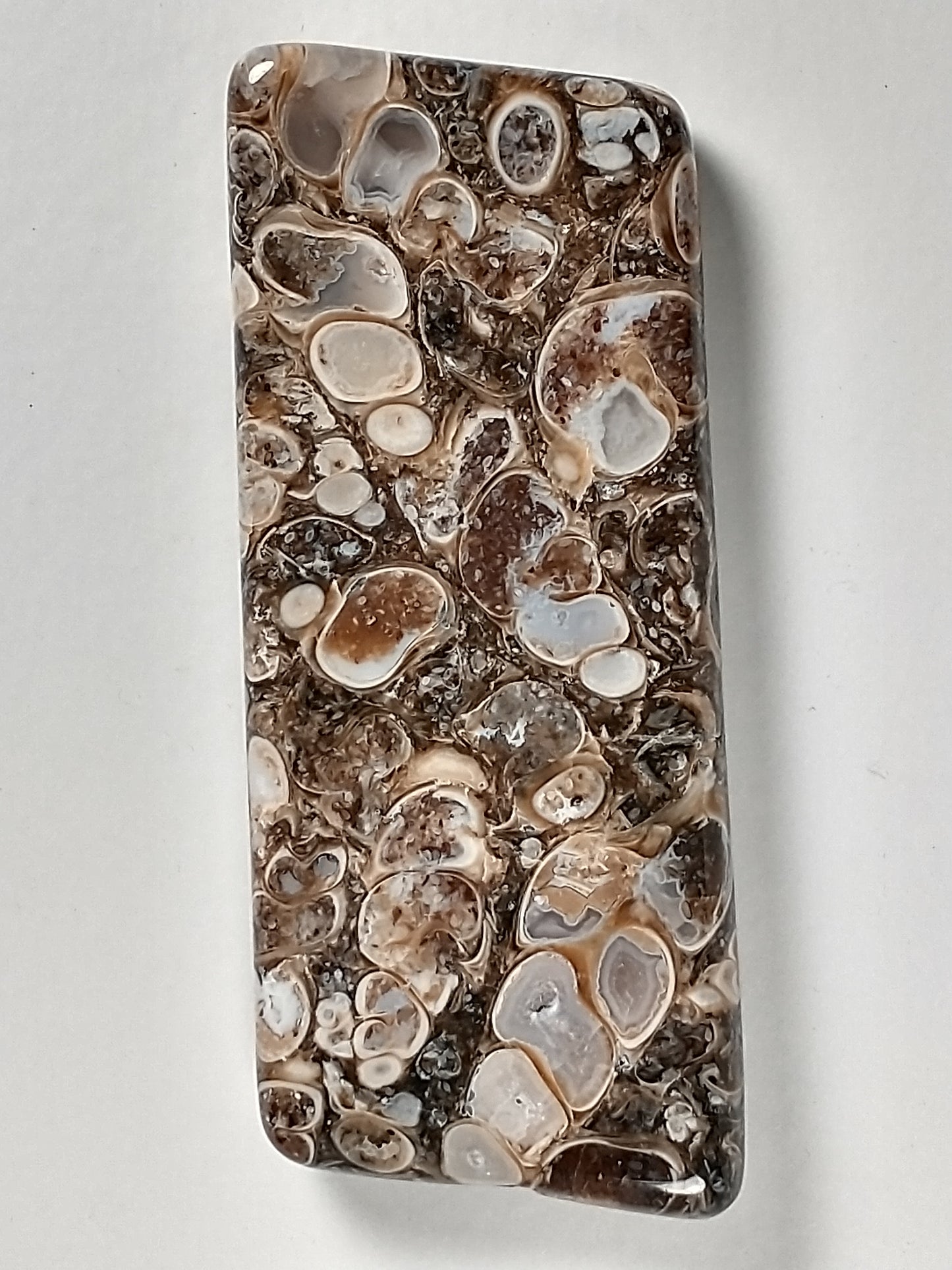 Turritella Agate Fossil Cabochon Large