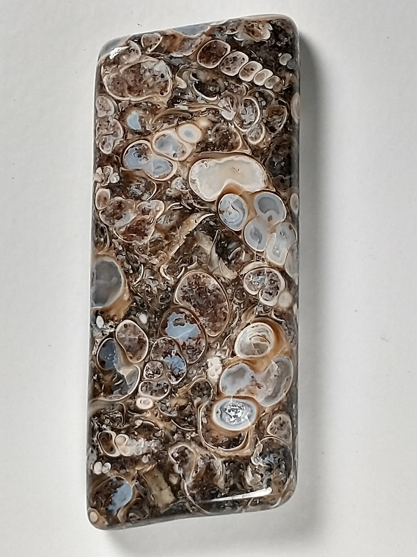 Turritella Agate Fossil Cabochon Large