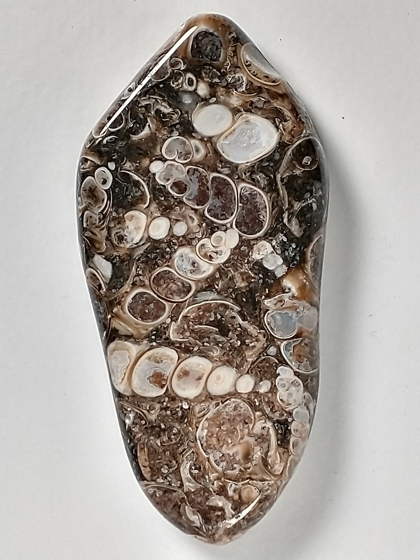 Turritella Agate Fossil Cabochon Large