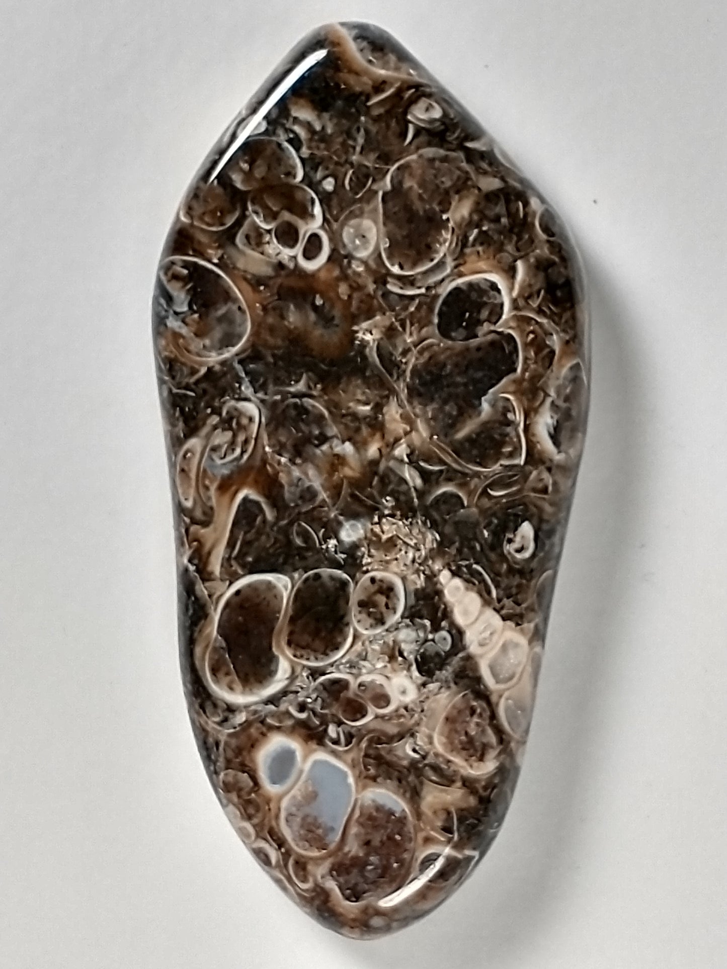 Turritella Agate Fossil Cabochon Large