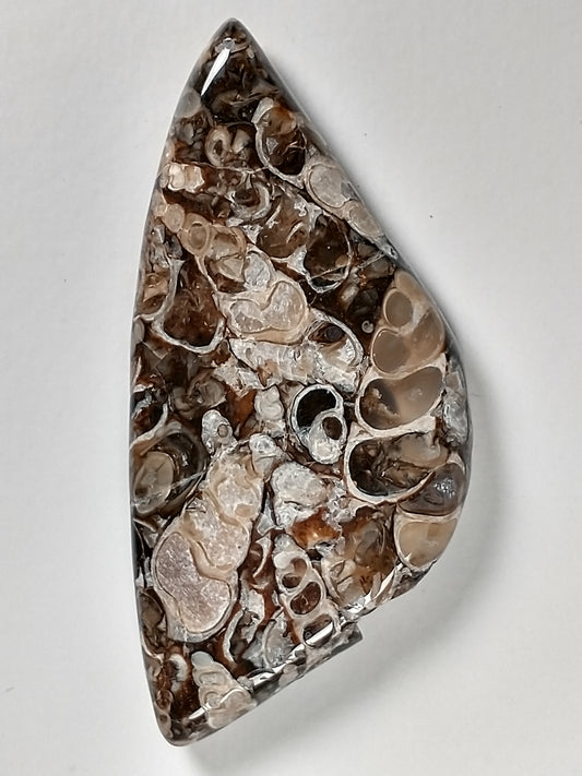 Turritella Agate Fossil Cabochon X Large