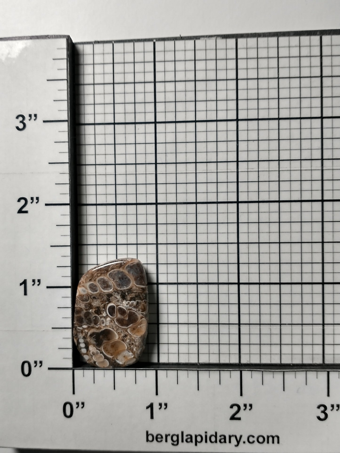 Turritella Agate Fossil Cabochon Small
