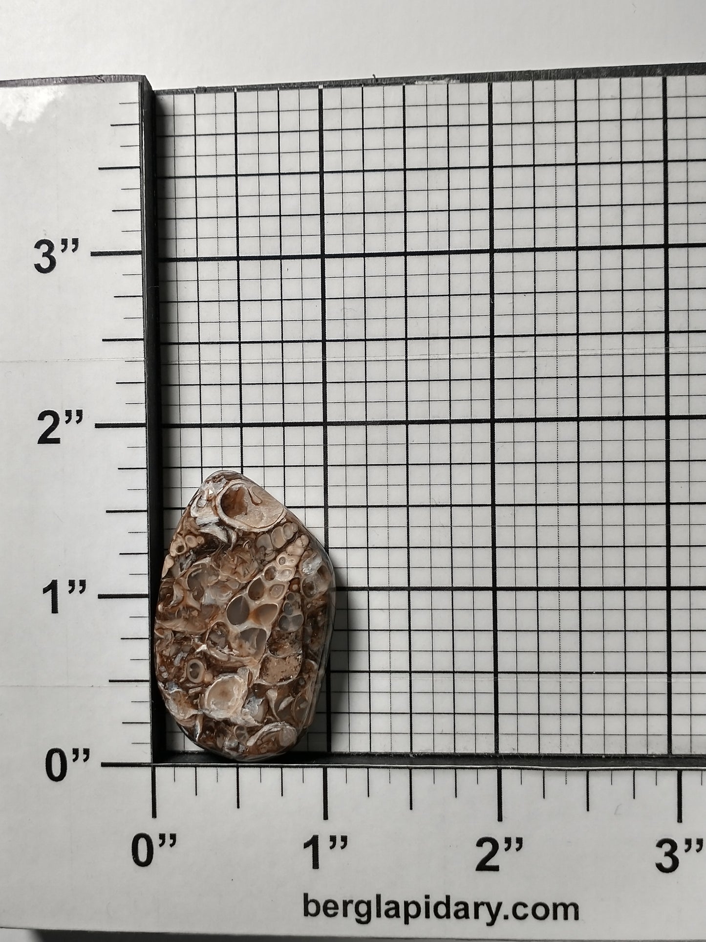 Turritella Agate Fossil Cabochon Medium