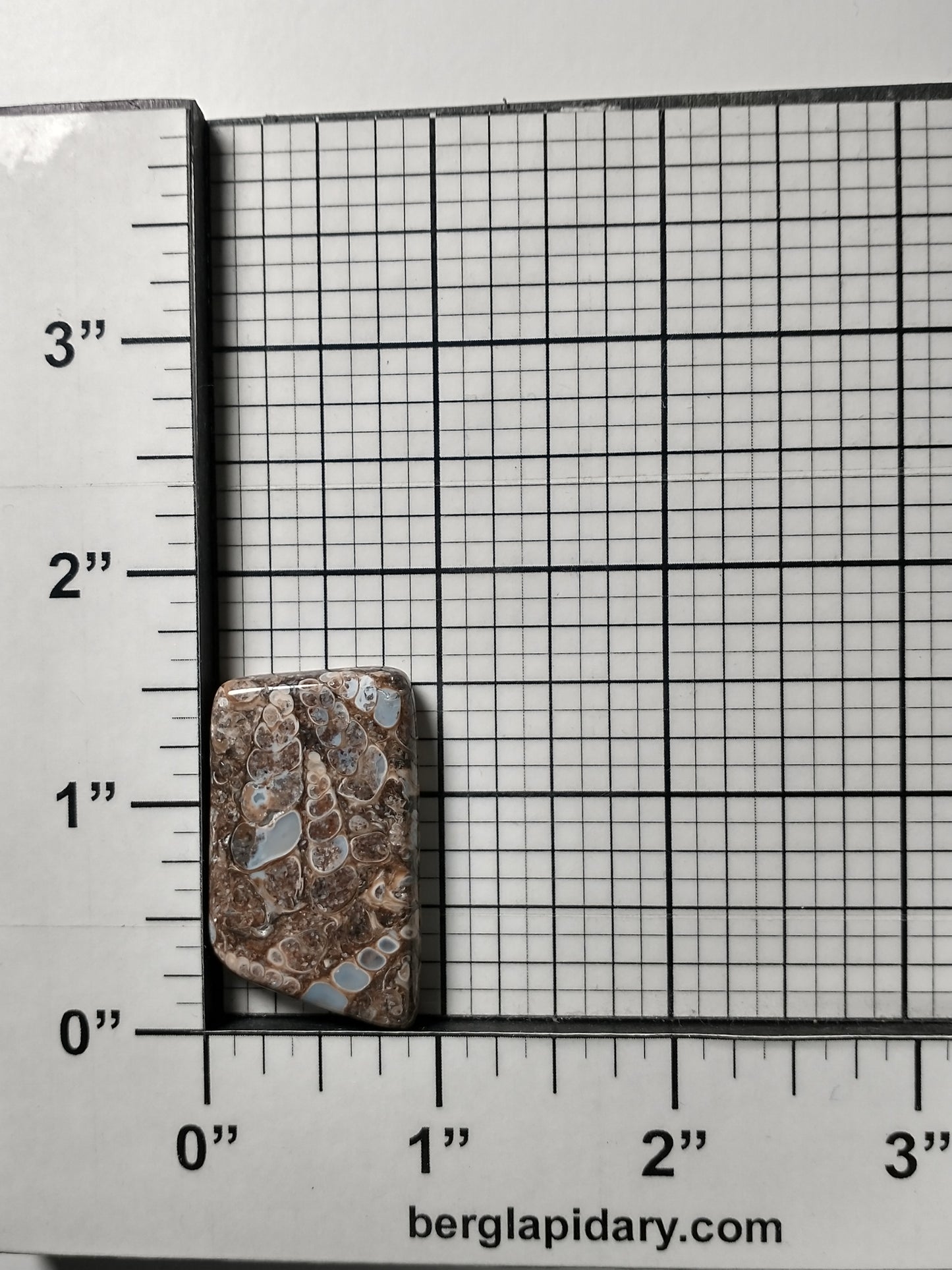 Turritella Agate Fossil Cabochon Medium
