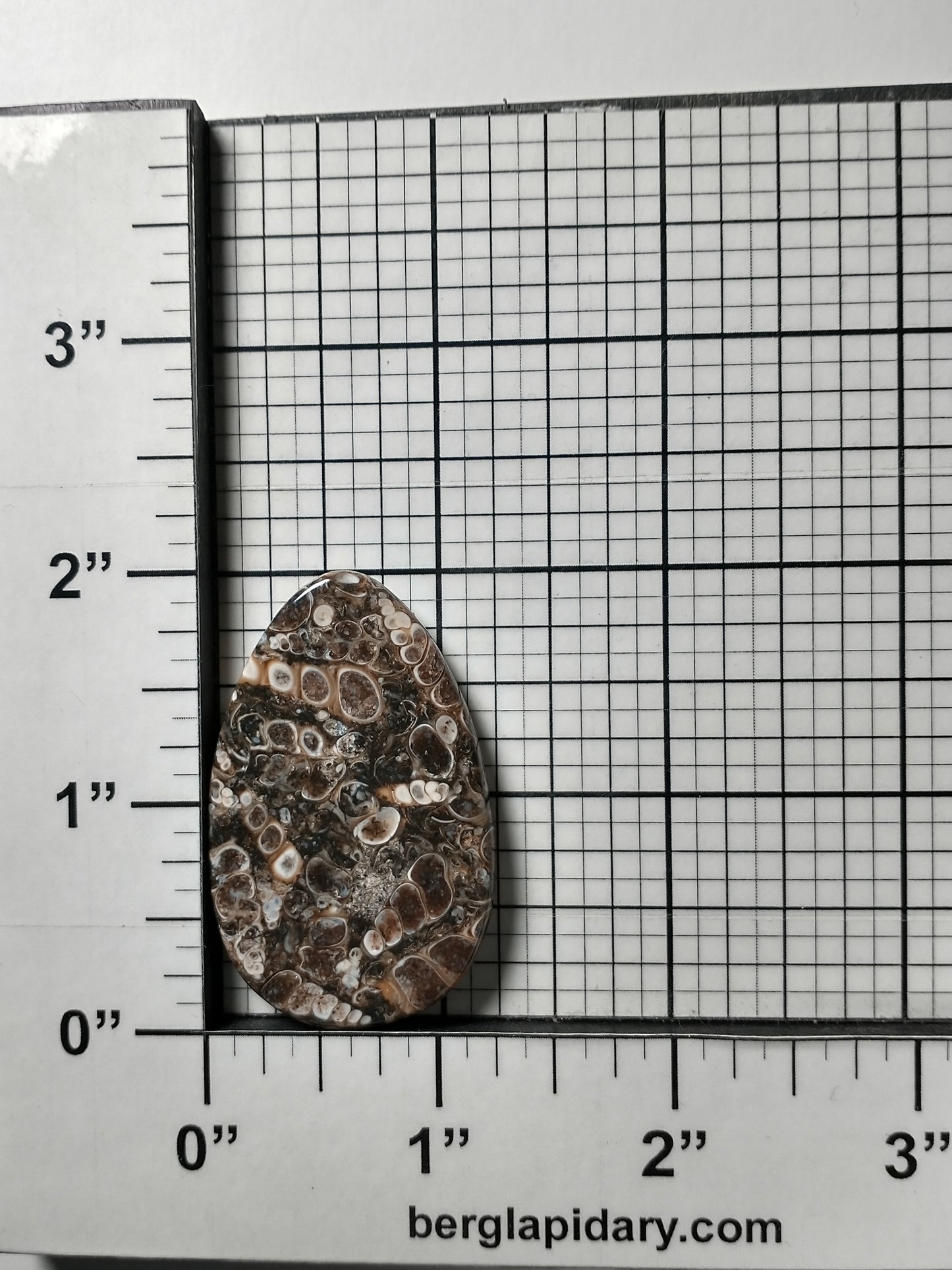 Turritella Agate Fossil Cabochon Large
