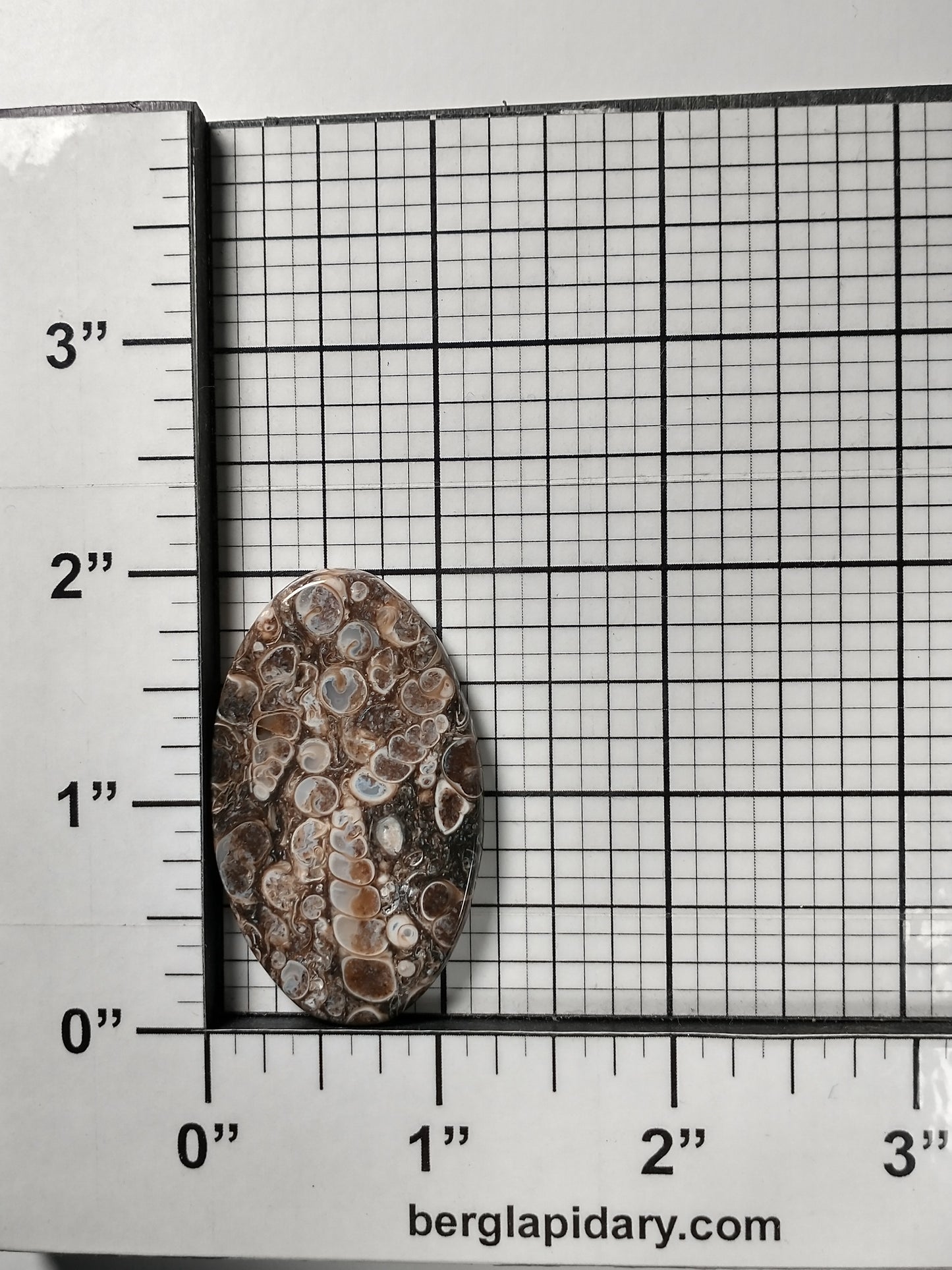 Turritella Agate Fossil Cabochon Large