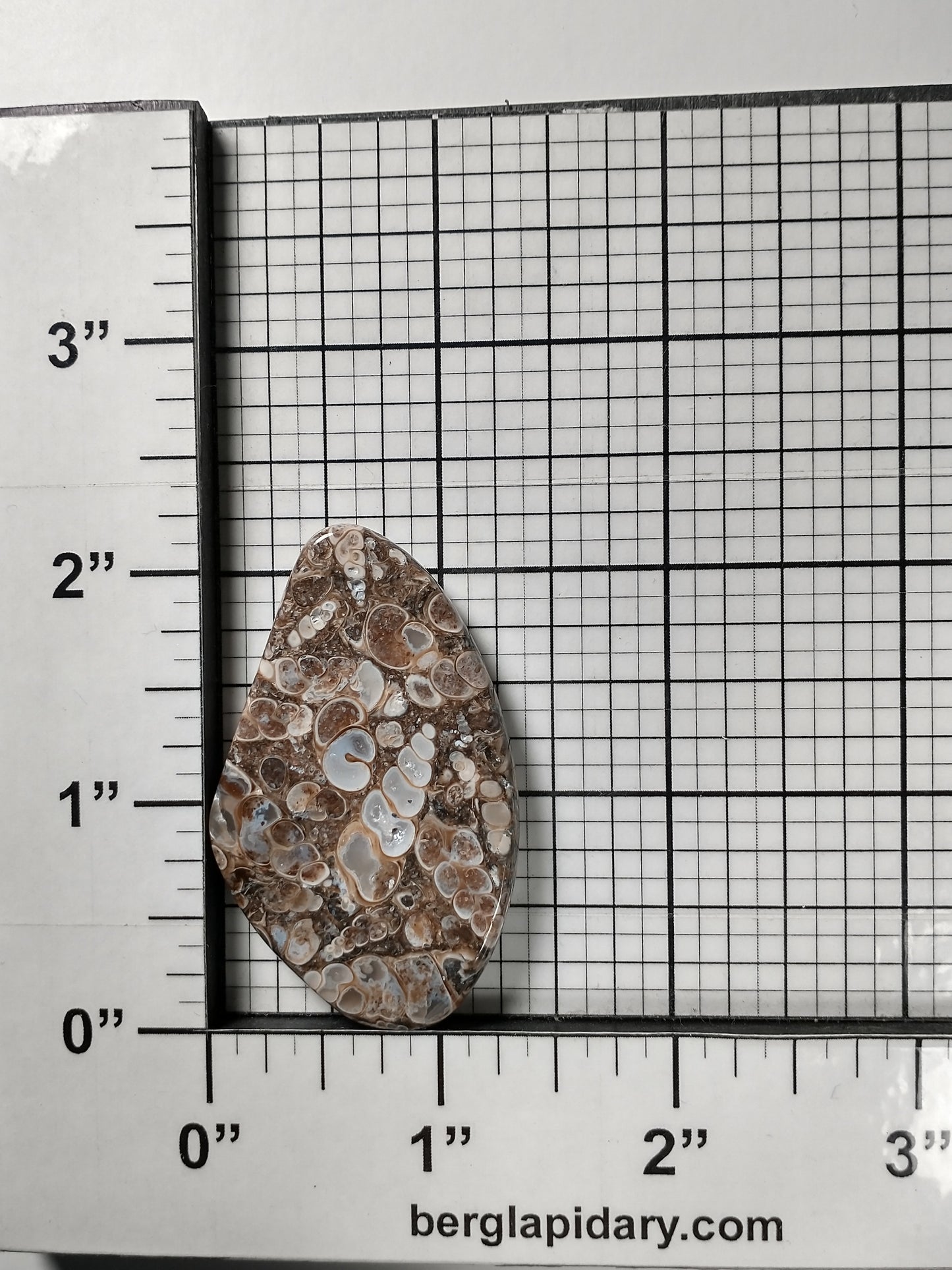 Turritella Agate Fossil Cabochon Large
