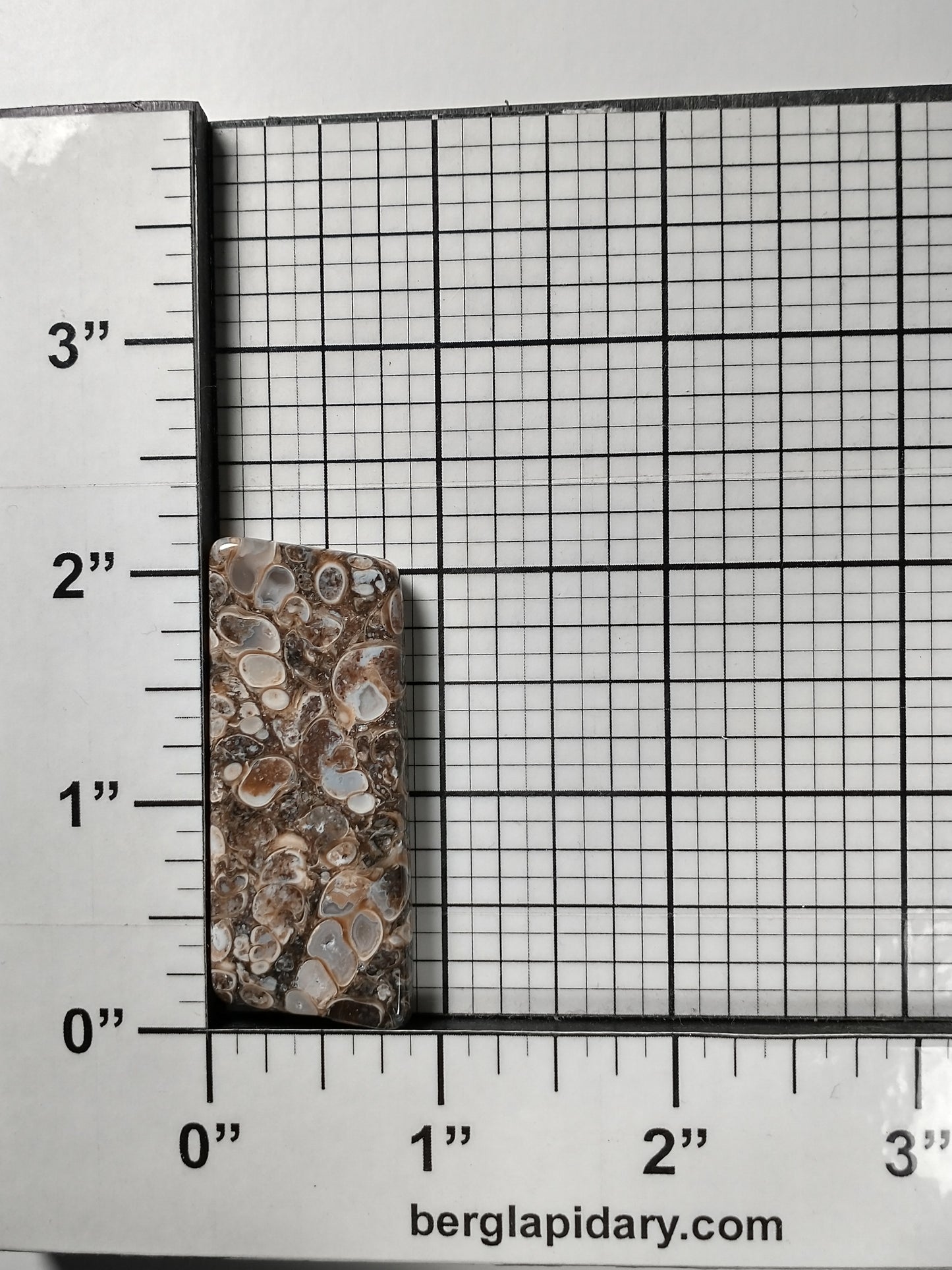 Turritella Agate Fossil Cabochon Large