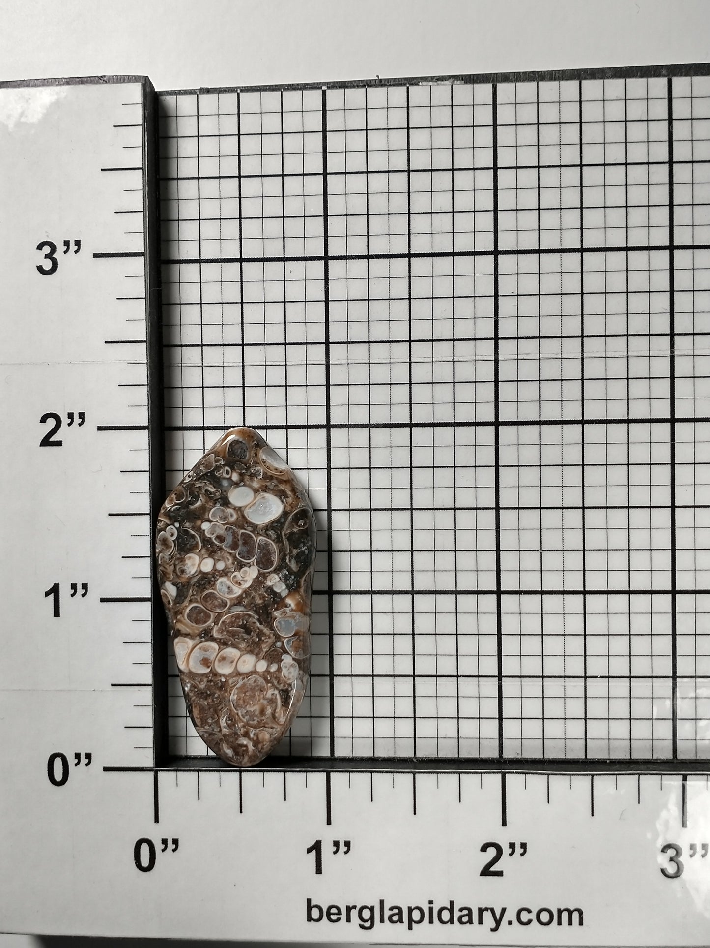 Turritella Agate Fossil Cabochon Large