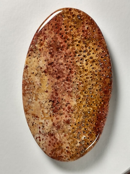 Petrified Palm Wood Cabochon Large