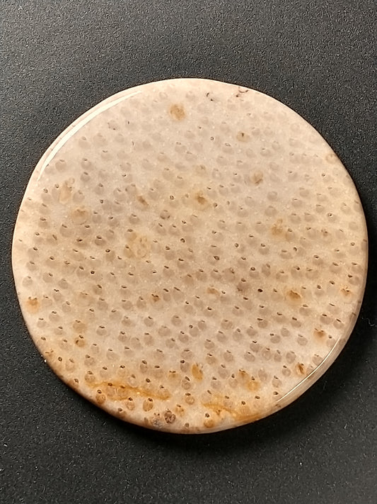 Petrified Palm Wood Cabochon Medium