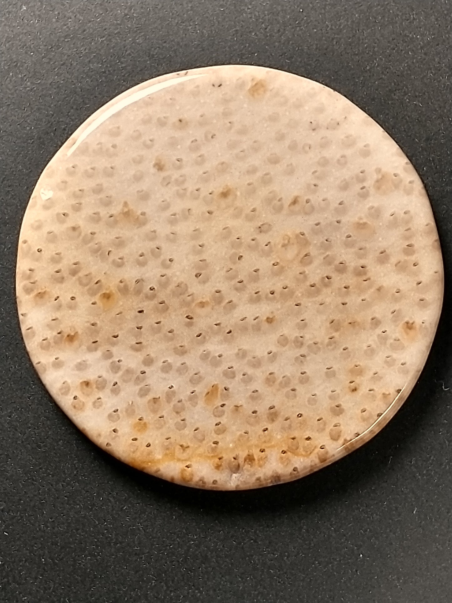 Petrified Palm Wood Cabochon Medium