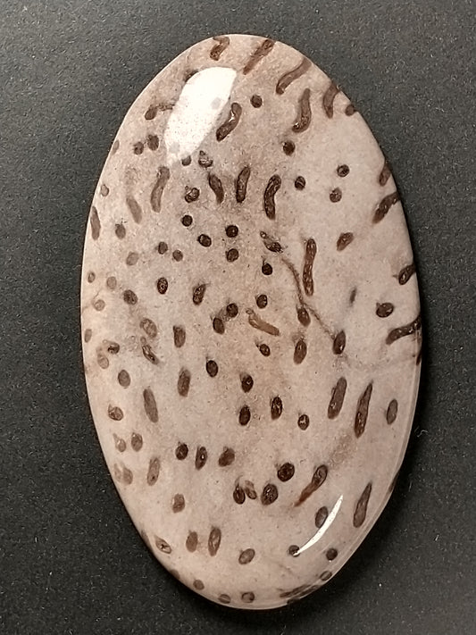 Petrified Palm Wood Cabochon Large